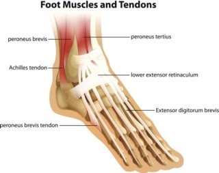 foot muscles and tendons - physiotherapy toronto
