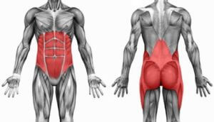 core muscles