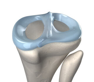 Knee meniscus anatomy - physiotherapy treatment for meniscal knee injuries
