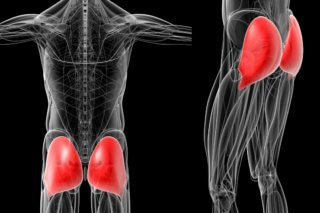 gluteal muscles