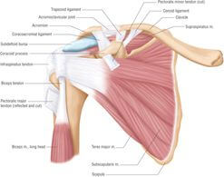 shoulder anatomy 2